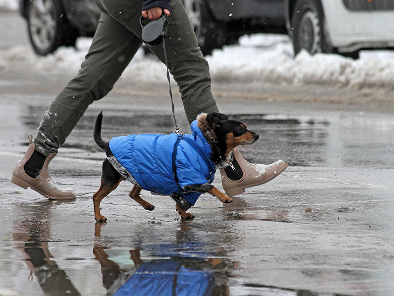 dog walking on winter sidewalk treated with deicers