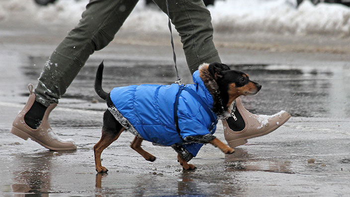 dog walking on a winter sidewalk that's been treated with deicers