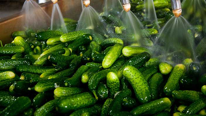 pickles - food processing - OxyChem calcium chloride